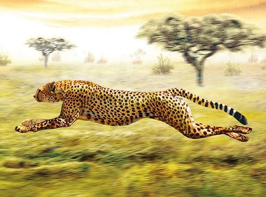 Realistic Illustration of Cheeta by Adrian Chesterman Realistic Illustration of Cheeta by Adrian Chesterman